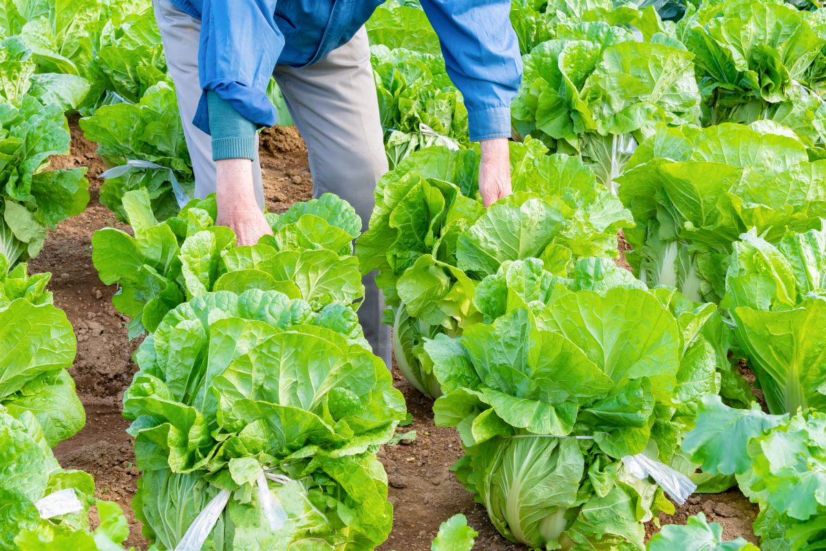 白菜の黒腐病とは？発生原因・予防法を解説