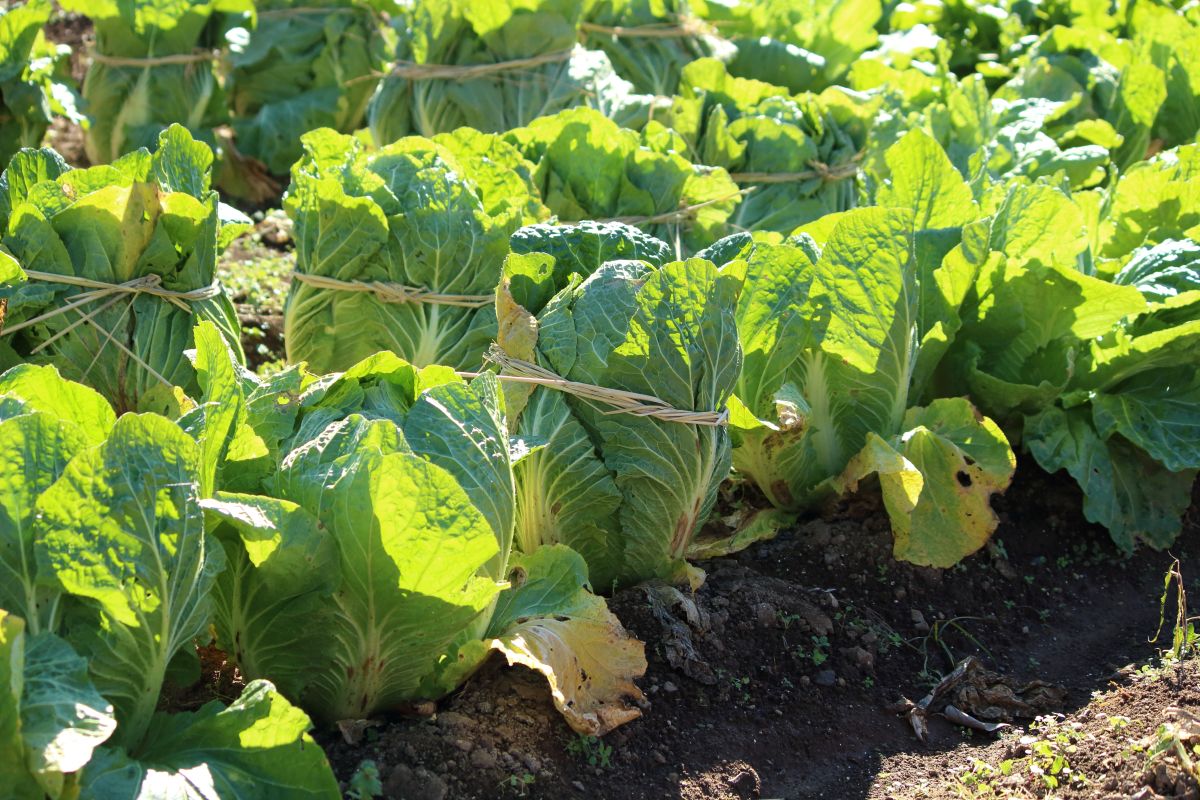 白菜の根こぶ病とは？発生原因や予防対策を解説