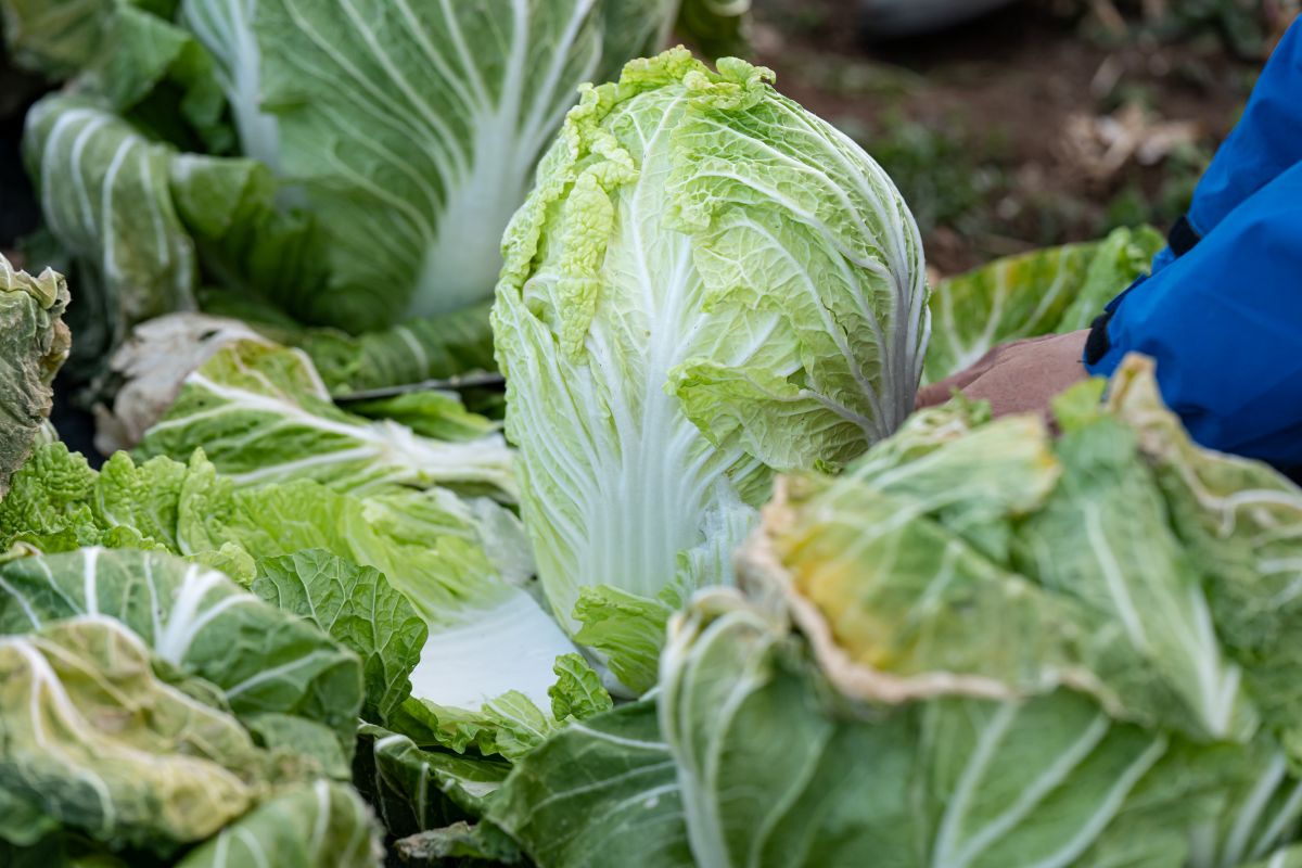 ヨトウムシが白菜にもたらす被害とは？発生時期・防除対策を解説