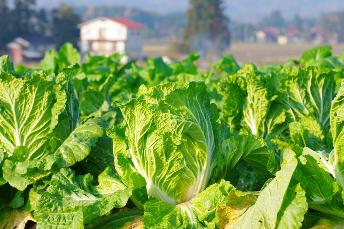 白菜栽培におけるコナガ被害を防ぐ!発生時期・防除・対策方法を解説