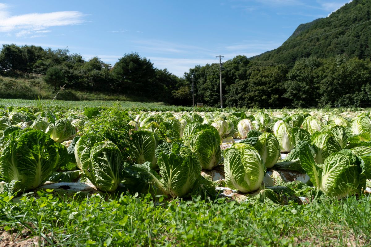 白菜のべと病対策を徹底解説！発生原因から予防・対策法まで