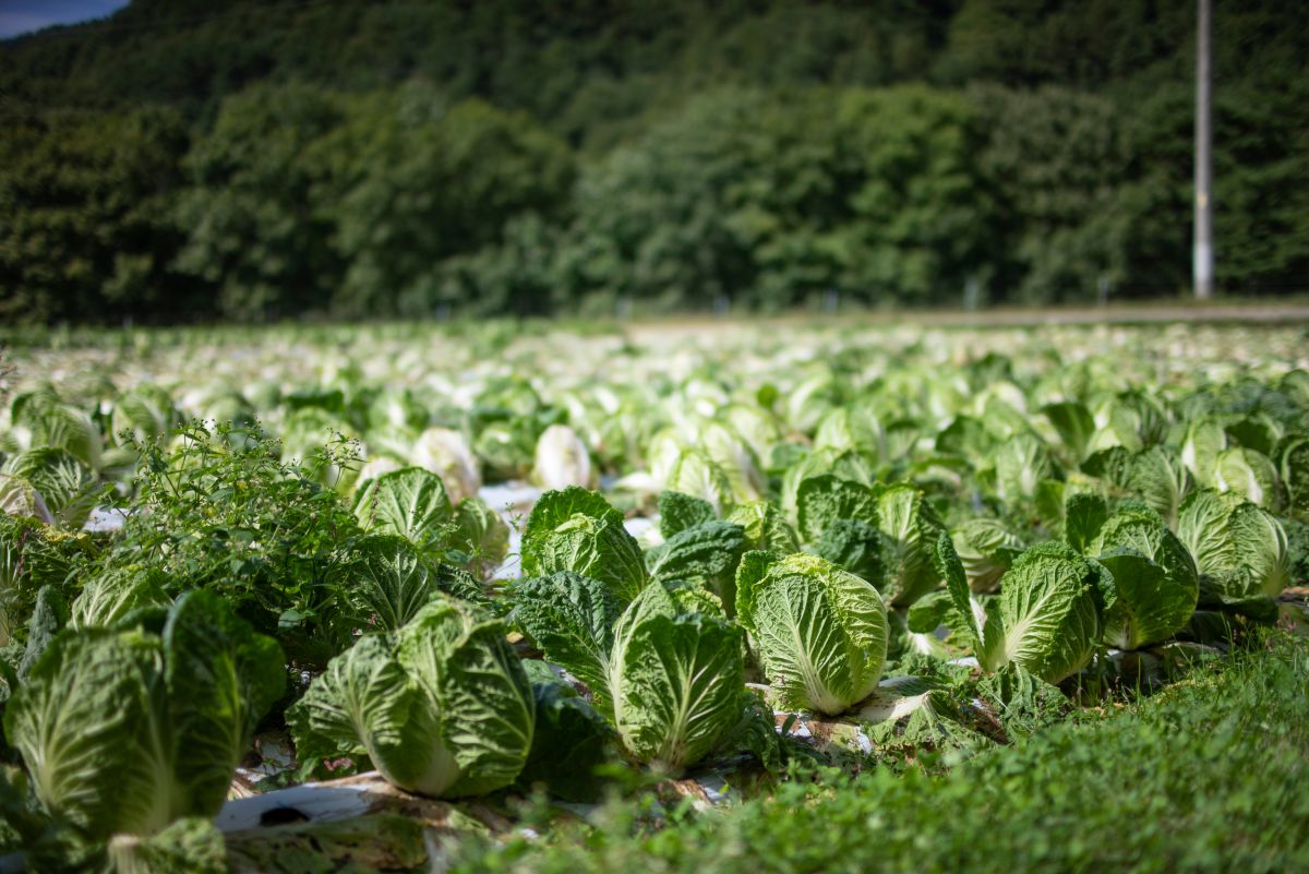 白菜のうどんこ病とは？発生原因・予防を徹底解説