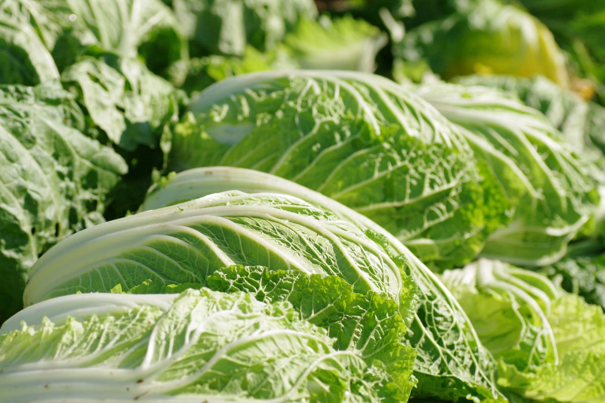 白菜における白さび病とは？症状・原因・効果的な予防方法を徹底解説